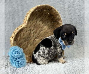 Chihuahua-Unknown Mix Dogs for adoption in Grafton, WI, USA