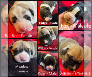 Great Dane Puppy for sale in AKRON, OH, USA
