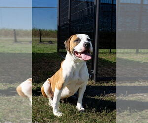 Mutt Dogs for adoption in Abbeville, LA, USA