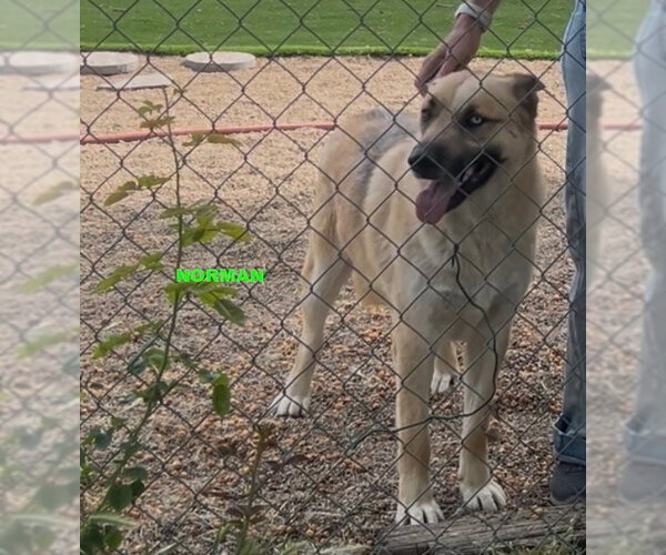 Medium Photo #5 Siberian Husky-Unknown Mix Puppy For Sale in Woodland Hills, CA, USA