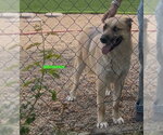 Small #4 Siberian Husky Mix