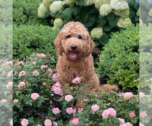 Mother of the Goldendoodle puppies born on 12/16/2024