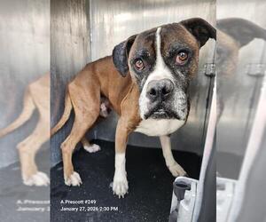 Boxer-Unknown Mix Dogs for adoption in San Antonio, TX, USA