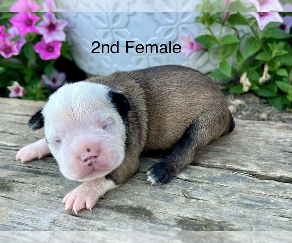 Medium Photo #1 Boston Terrier Puppy For Sale in EWING, KY, USA