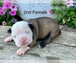 Small Boston Terrier