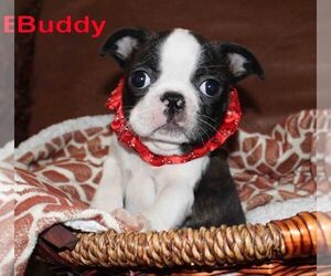Faux Frenchbo Bulldog Puppy for sale in PROSPECT, KY, USA
