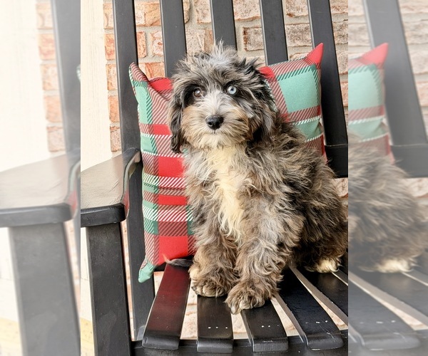 Medium Photo #5 Cock-A-Poo Puppy For Sale in GREENFIELD, IN, USA