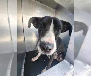 Mutt Dogs for adoption in San Antonio, TX, USA