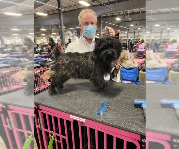 Medium Photo #1 Cairn Terrier Puppy For Sale in ROCKFORD, IL, USA