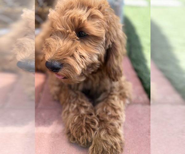 Medium Photo #27 Goldendoodle-Poodle (Toy) Mix Puppy For Sale in MENIFEE, CA, USA