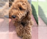 Small Photo #27 Goldendoodle-Poodle (Toy) Mix Puppy For Sale in MENIFEE, CA, USA
