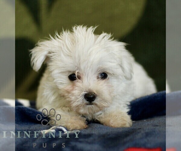 Medium Photo #1 Maltese Puppy For Sale in BIRD IN HAND, PA, USA