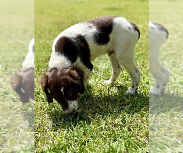 Medium Photo #7 Brittany Puppy For Sale in ORRUM, NC, USA