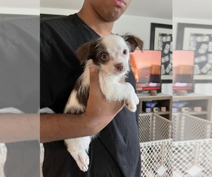 Malchi Puppy for sale in FORT MYERS, FL, USA