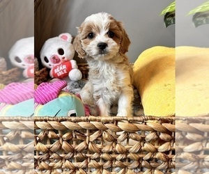 Cavapoo Dog for Adoption in INDIANAPOLIS, Indiana USA