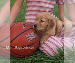 Small #24 Golden Retriever