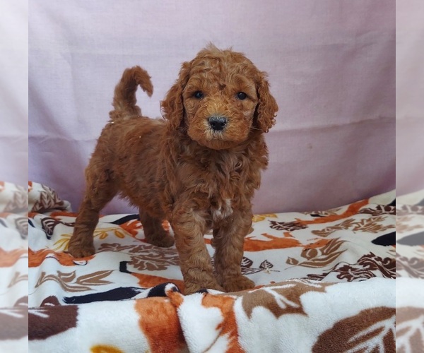 Medium Photo #1 Goldendoodle Puppy For Sale in FRYTOWN, IA, USA