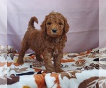 Small Photo #1 Goldendoodle Puppy For Sale in FRYTOWN, IA, USA