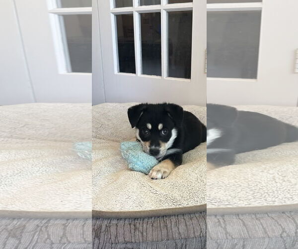 Medium Photo #3 Beauceron-Huskies  Mix Puppy For Sale in Lillian, TX, USA