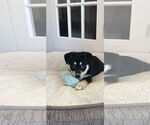 Small #2 Beauceron-Huskies  Mix