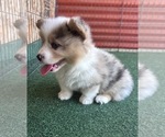 Small #6 Pembroke Welsh Corgi