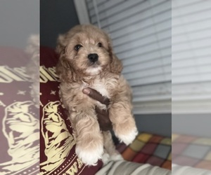 Cock-A-Poo Puppy for Sale in DETROIT, Michigan USA