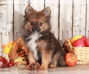 Pomeranian Puppy for sale in MOUNT VERNON, OH, USA