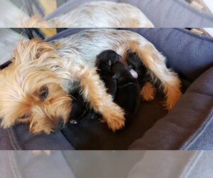 Mother of the Yorkshire Terrier puppies born on 08/14/2021