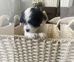 Puppy 1 Lhatese-Maltese Mix