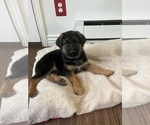 Small Photo #4 German Shepherd Dog Puppy For Sale in THORNTON, CO, USA