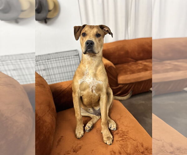 Medium Photo #3 Black Mouth Cur-Unknown Mix Puppy For Sale in Queen Creek, AZ, USA