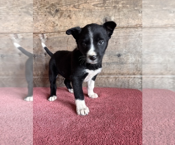 Medium Photo #9 Border Collie Puppy For Sale in VERMONTVILLE, MI, USA