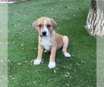 Small Photo #3 Anatolian Shepherd-Boxer Mix Puppy For Sale in  Katy, TX, USA