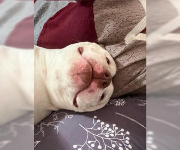 Medium Photo #13 Bulldog-Unknown Mix Puppy For Sale in Crete, IL, USA