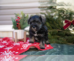 Small #2 Mutt-Schnauzer (Miniature) Mix