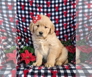 Golden Retriever Puppy for sale in OXFORD, PA, USA