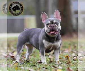 Mother of the French Bulldog puppies born on 04/03/2023