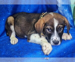 Labrador Retriever-Unknown Mix Dogs for adoption in Wetumpka, AL, USA