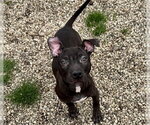 Small American Pit Bull Terrier