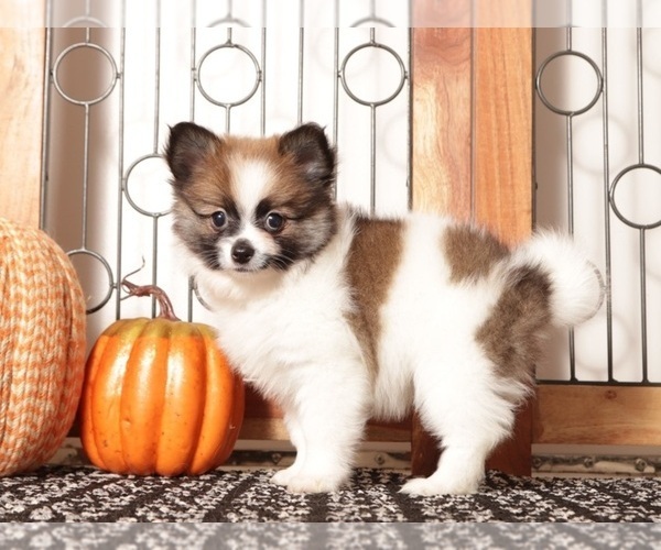 Medium Photo #2 Pomeranian Puppy For Sale in NAPLES, FL, USA
