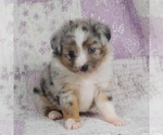 Small Photo #1 Miniature Australian Shepherd Puppy For Sale in HARRISON, OH, USA