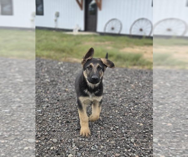 Medium Photo #7 German Shepherd Dog Puppy For Sale in BARRON, WI, USA