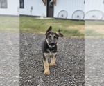 Small #6 German Shepherd Dog