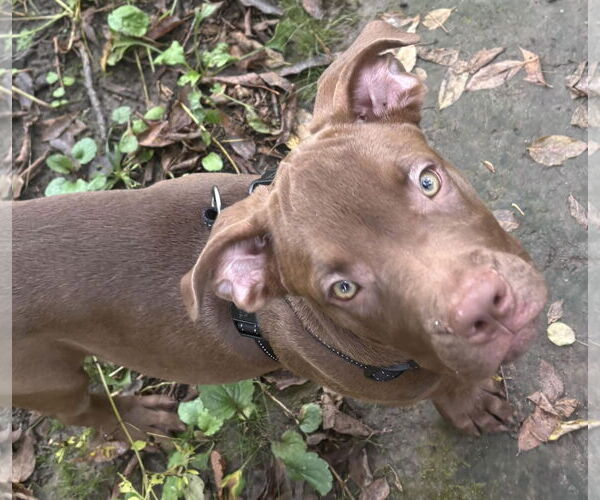 Medium Photo #6 American Staffordshire Terrier-Labrador Retriever Mix Puppy For Sale in Princeton, MN, USA