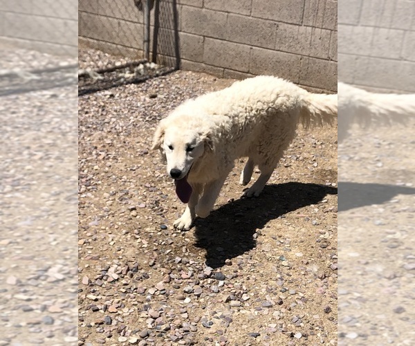 Medium Photo #1 Kuvasz Puppy For Sale in SNOWFLAKE, AZ, USA