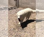 Small Kuvasz