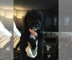 Small Photo #1 Goldendoodle (Miniature) Puppy For Sale in KEWASKUM, WI, USA
