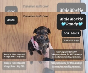 Morkie Puppy for sale in TUCSON, AZ, USA