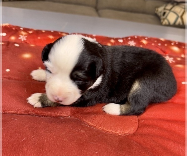 Medium Photo #69 Australian Shepherd Puppy For Sale in SALISBURY, NC, USA