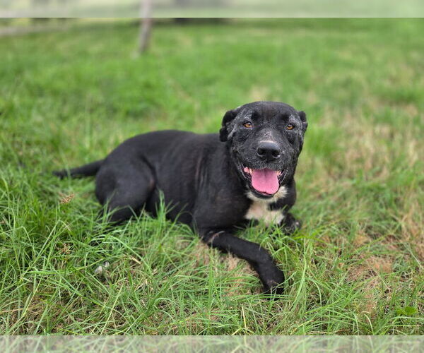 Medium Photo #1 American Pit Bull Terrier-Labrador Retriever Mix Puppy For Sale in Brewster, NY, USA